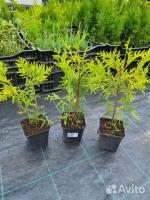 Туя западная, сорт Голден Глоб (Thuja occidentalis Golden Globe) 3х летний саженец, контейнер Р9